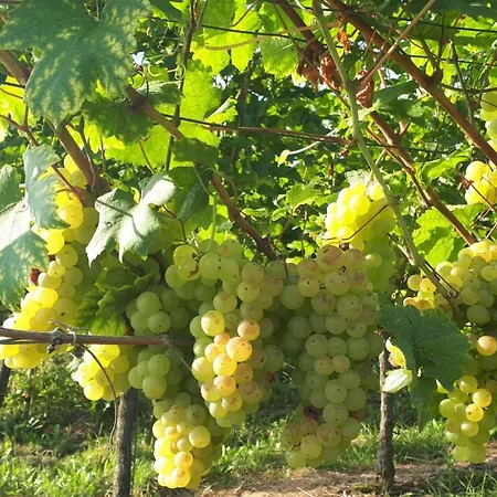 Appartement Haus Elfriede *