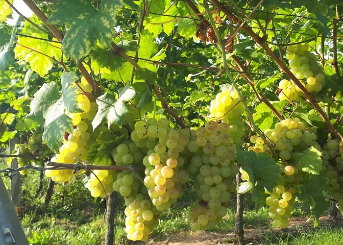 Lejlighed Haus Elfriede *